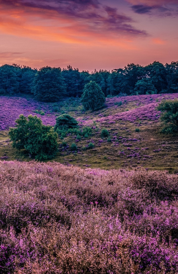 Veluwe