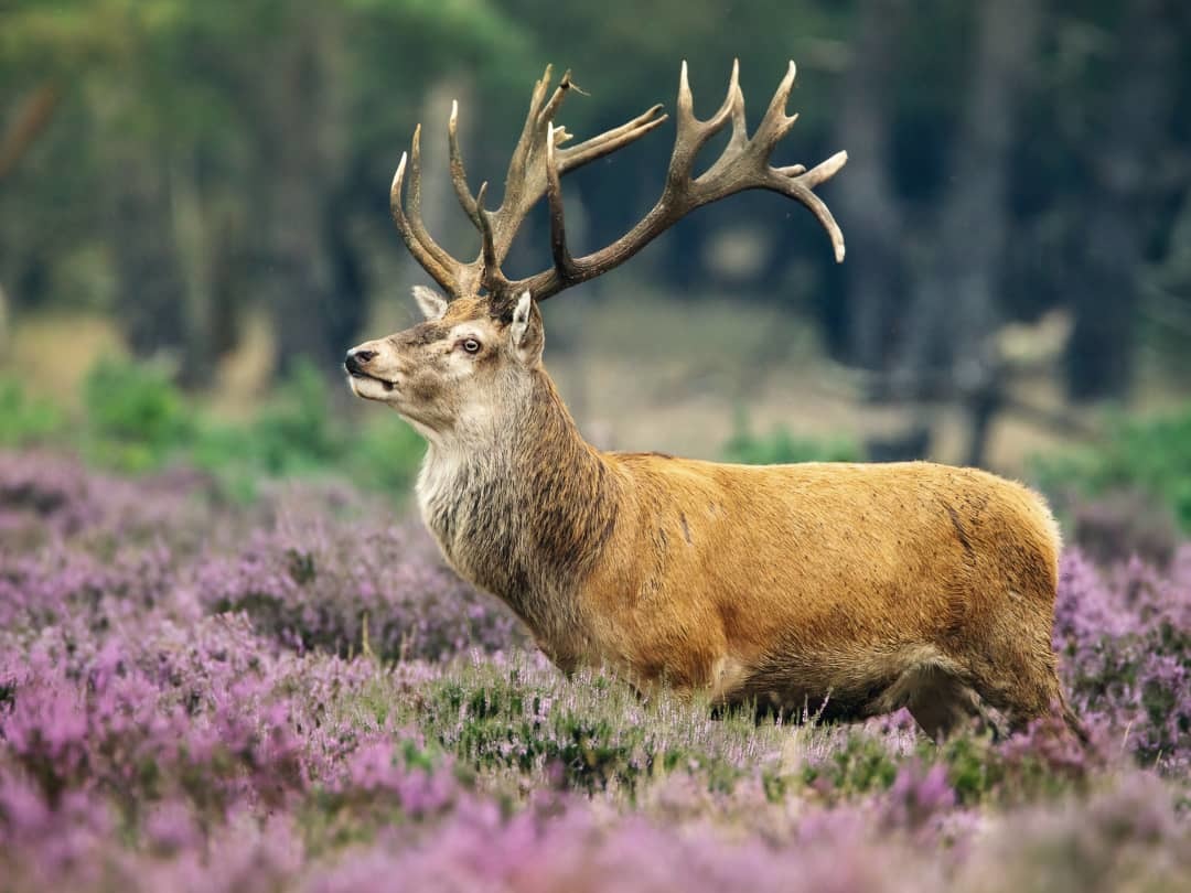 Op zoek naar de uil & wilde zwijnen